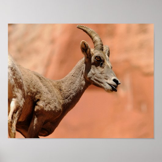 Bighorn Sheep Poster (Vorne)