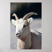 Bighorn Sheep Poster (Vorne)
