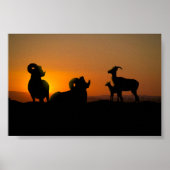 Bighorn Sheep Poster (Vorne)
