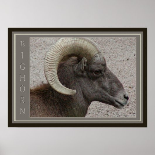 Bighorn Sheep Poster (Vorne)