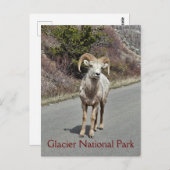 Bighorn Sheep Postkarte (Vorne/Hinten)