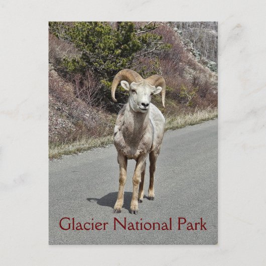 Bighorn Sheep Postkarte (Vorderseite)