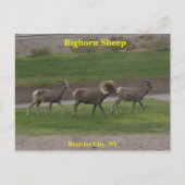 Bighorn Sheep Postkarte (Vorderseite)