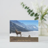 Bighorn Sheep Postkarte (Stehend Vorderseite)