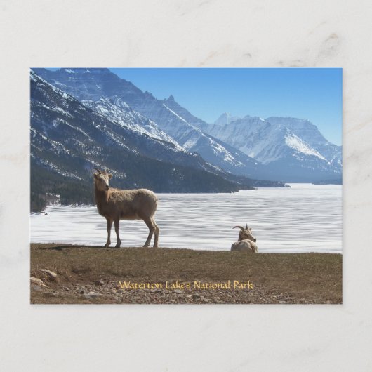 Bighorn Sheep Postkarte (Vorderseite)