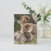 Bighorn Sheep Postkarte (Stehend Vorderseite)