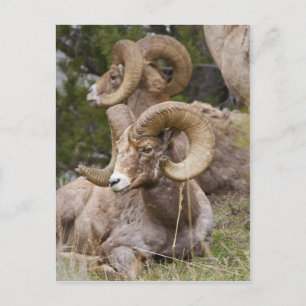 Bighorn Sheep Postkarte