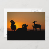 Bighorn Sheep Postkarte (Vorne/Hinten)