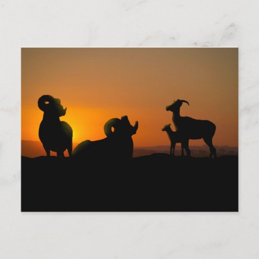 Bighorn Sheep Postkarte (Vorderseite)