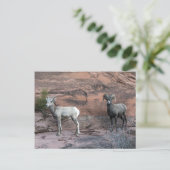 Bighorn Sheep Postkarte (Stehend Vorderseite)