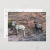 Bighorn Sheep Postkarte (Vorne/Hinten)