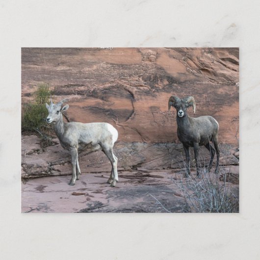 Bighorn Sheep Postkarte (Vorderseite)