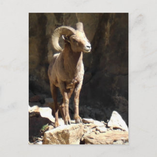 Bighorn Sheep Ram in der Nähe von Felsen in Colora Postkarte
