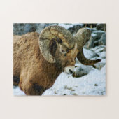 Bighorn Sheep Ram Puzzle (Horizontal)