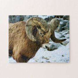 Bighorn Sheep Ram Puzzle