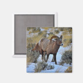 Bighorn Sheep Snow Foto Magnet (Vorderseite/Rückseite)