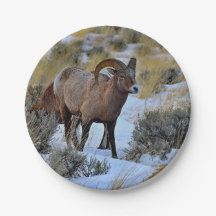 Bighorn Sheep Snow Foto