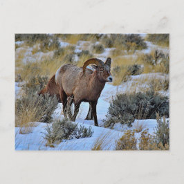 Bighorn Sheep Snow Foto Postkarte