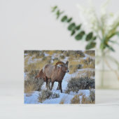 Bighorn Sheep Snow Foto Postkarte (Stehend Vorderseite)