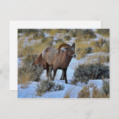 Bighorn Sheep Snow Foto Postkarte (Vorne/Hinten)