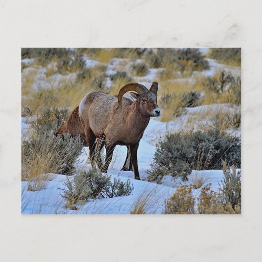Bighorn Sheep Snow Foto Postkarte (Vorderseite)