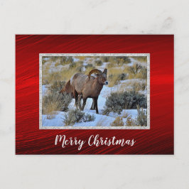 Bighorn Sheep Snow Foto Weihnachten Postkarte
