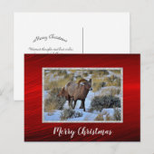Bighorn Sheep Snow Foto Weihnachten Postkarte (Vorne/Hinten)