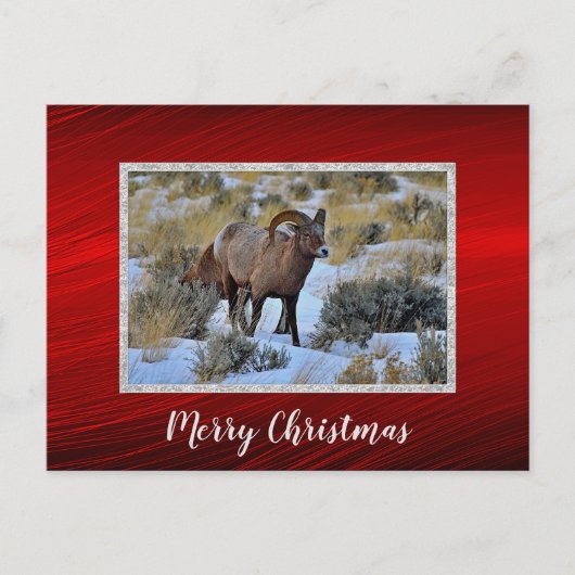 Bighorn Sheep Snow Foto Weihnachten Postkarte (Vorderseite)