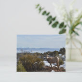 Bighornschaf Postkarte (Stehend Vorderseite)
