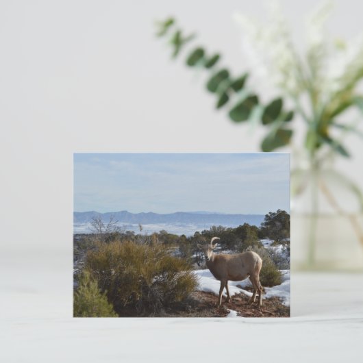 Bighornschaf Postkarte (Stehend Vorderseite)