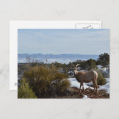 Bighornschaf Postkarte (Vorne/Hinten)
