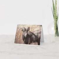 Bighornschafe notecards
