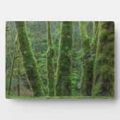 Bigleaf Maple Trees & Ferns | Washingtoner Staat Fotoplatte (Vorderseite)