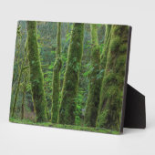 Bigleaf Maple Trees & Ferns | Washingtoner Staat Fotoplatte (Seite)
