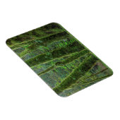 Bigleaf Maple Trees & Ferns | Washingtoner Staat Magnet (Rechte Seite)