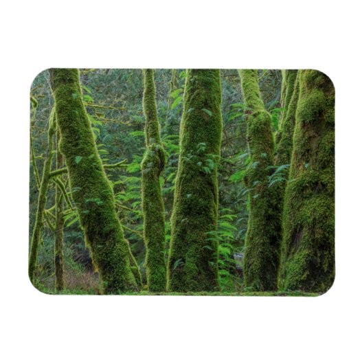 Bigleaf Maple Trees & Ferns | Washingtoner Staat Magnet (Horizontal)