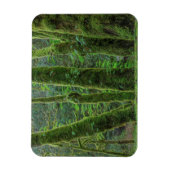Bigleaf Maple Trees & Ferns | Washingtoner Staat Magnet (Vertikal)