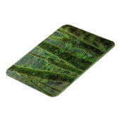 Bigleaf Maple Trees & Ferns | Washingtoner Staat Magnet (Linke Seite)