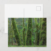 Bigleaf Maple Trees & Ferns | Washingtoner Staat Postkarte (Vorne/Hinten)