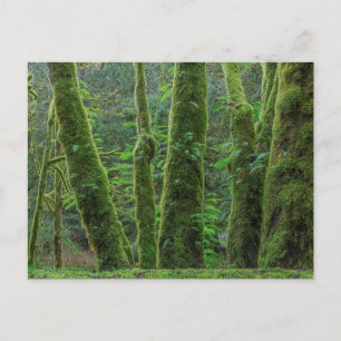 Bigleaf Maple Trees & Ferns   Washingtoner Staat Postkarte