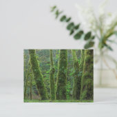 Bigleaf Maple Trees & Ferns | Washingtoner Staat Postkarte (Stehend Vorderseite)