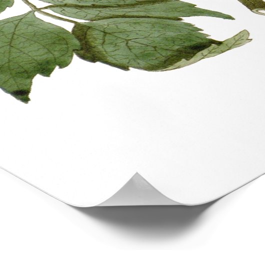 Bignonia radicans poster (Ecke)