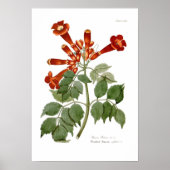 Bignonia radicans poster (Vorne)