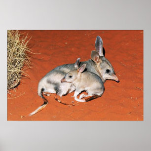 Bilby und Babysitter im Wüstenposter Poster
