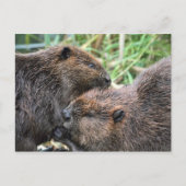 Bild der Biber wächst Postkarte (Vorderseite)