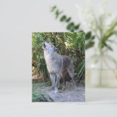 Bild der Howling Wolf Postkarte (Stehend Vorderseite)