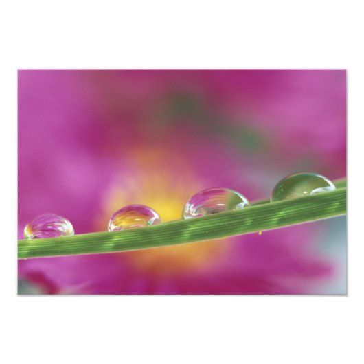 Bild der in Wassertröpfchen gebildeten Aster Fotodruck (Vorne)