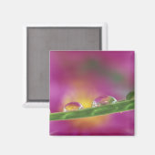 Bild der in Wassertröpfchen gebildeten Aster Magnet (Vorderseite/Rückseite)