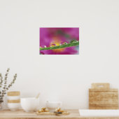 Bild der in Wassertröpfchen gebildeten Aster Poster (Küche)