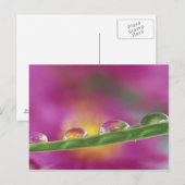 Bild der in Wassertröpfchen gebildeten Aster Postkarte (Vorne/Hinten)